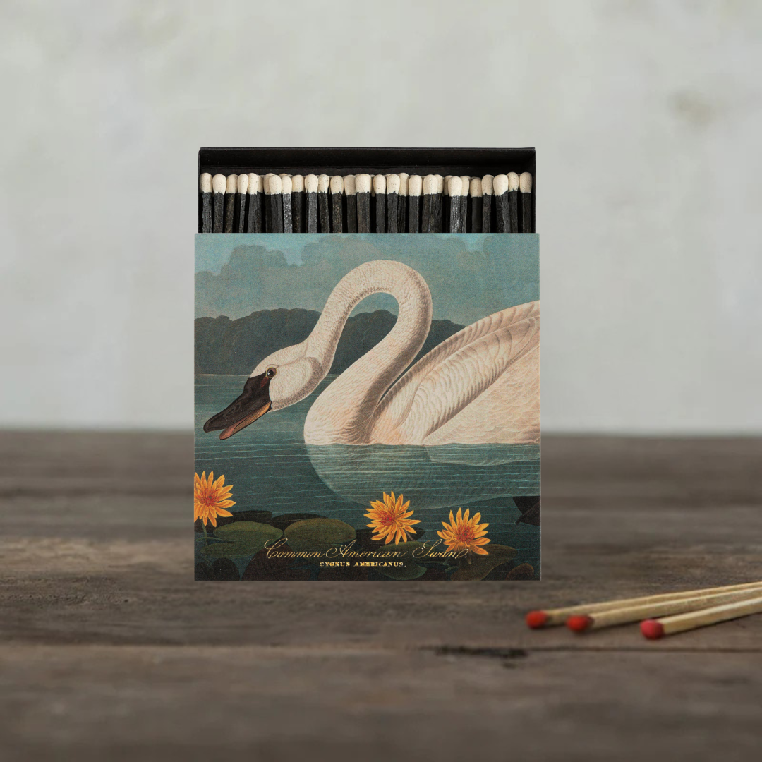 Cerillas The Common American Swan